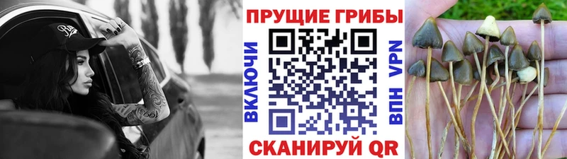 Галлюциногенные грибы Cubensis  Бобров 